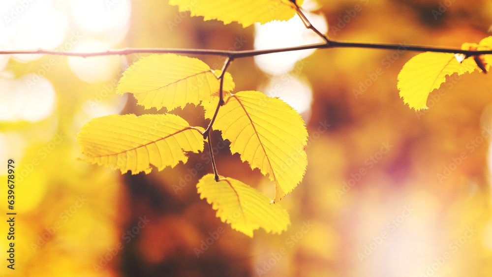 Tree branch with yellow autumn leaves in sunny weather