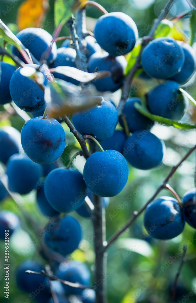 Branch full of ripe and tasty plums in the garden. Selective focus. Shallow depth of field. 