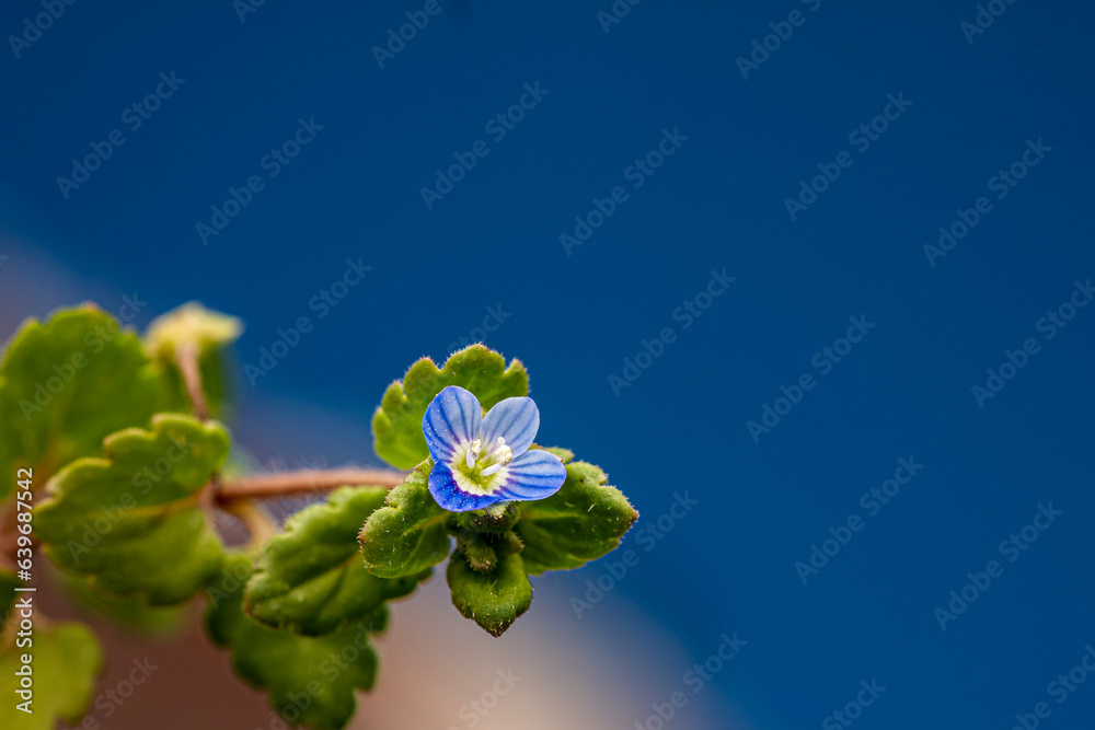 Speedwell (veronica) wildflower Morehead, Kentucky USA