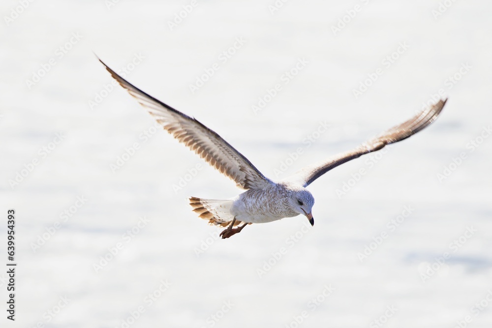 Möwe im Flug