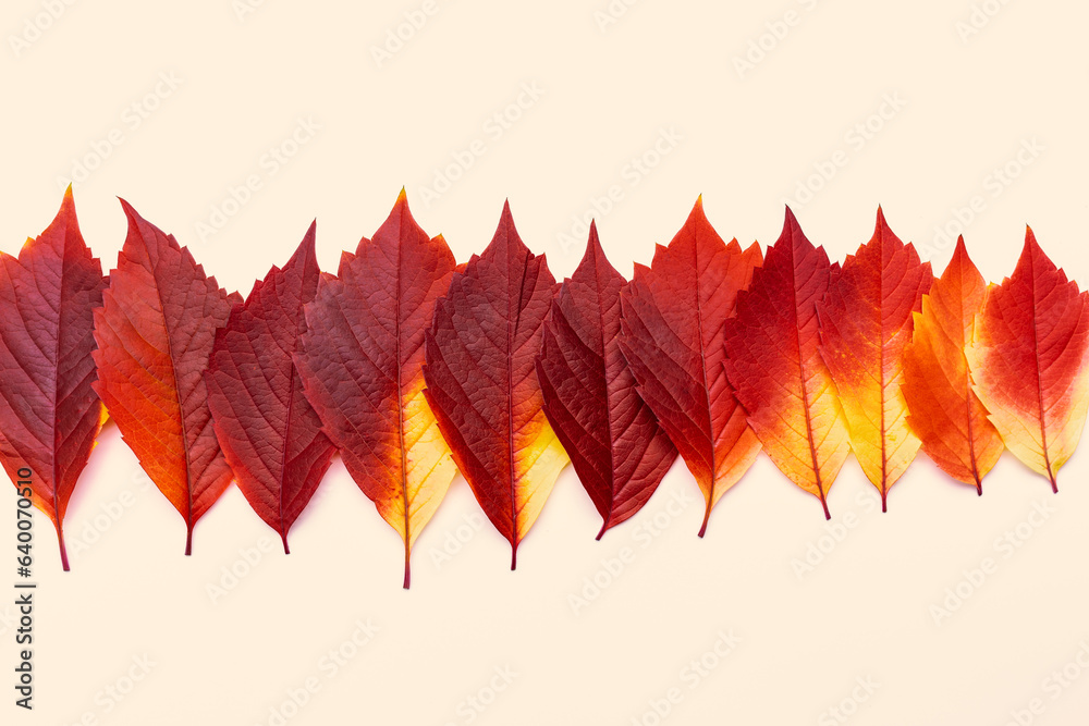 Close up top view Autumn leaves red yellow gradient color in row on pastel beige background. Natural