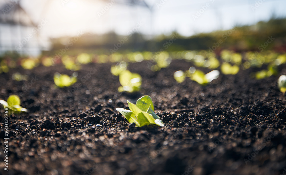 Closeup, lettuce and gardening plants for farming, agriculture and growth in nature, sand and sustai