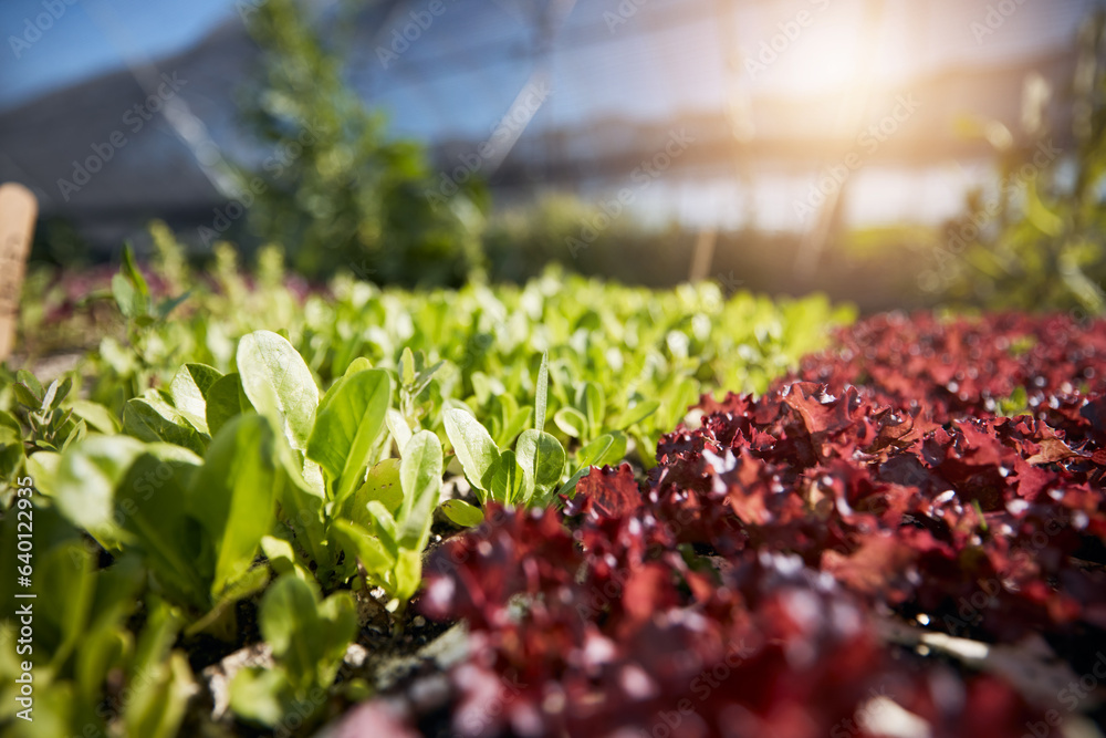 Plants, green and red lettuce in greenhouse background for farming, agriculture and vegetables growt