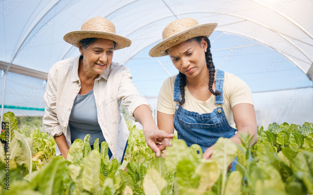 Farming, agriculture and women talking of plants in greenhouse for sustainability. Farmer people wor