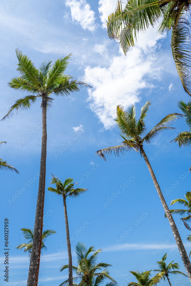 Famous Coconut Tree Hill in Mirissa, Sri Lanka Beach next to the Indian Ocean