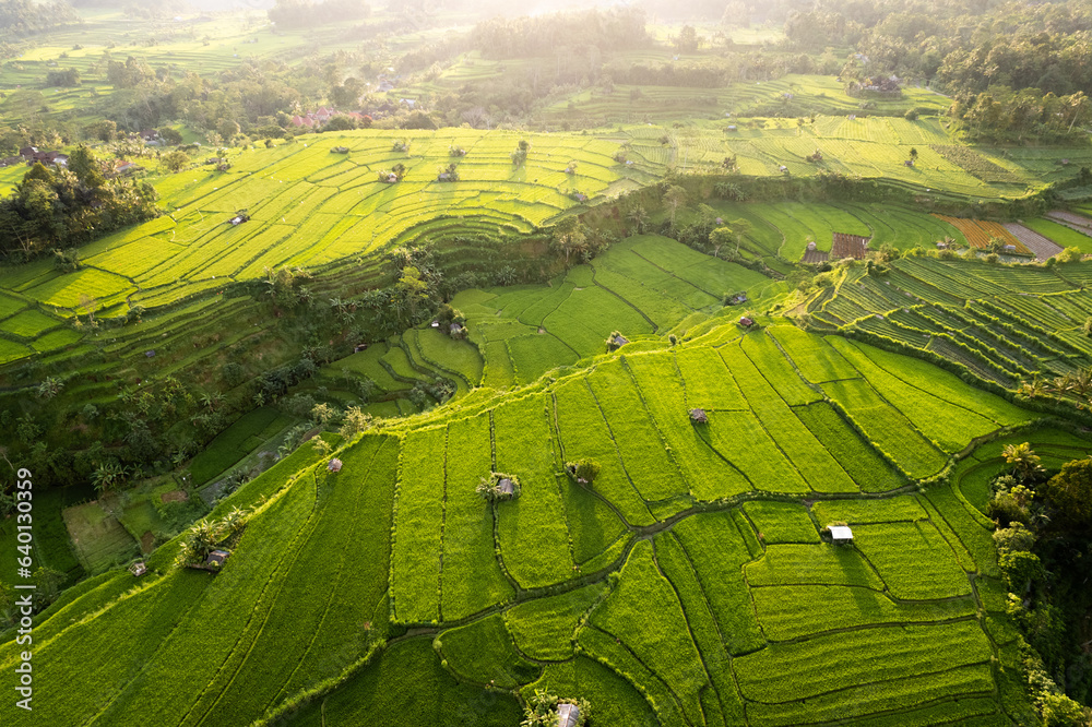 Aerial sunrise view of green rice fields close to Sidemen in Bali, Indonesia 