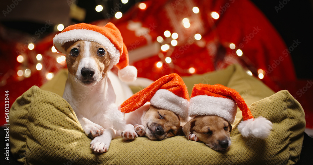 Cute jack russell dog lying laying with her little puppies which are sleeping tightly. Dogs wearing 