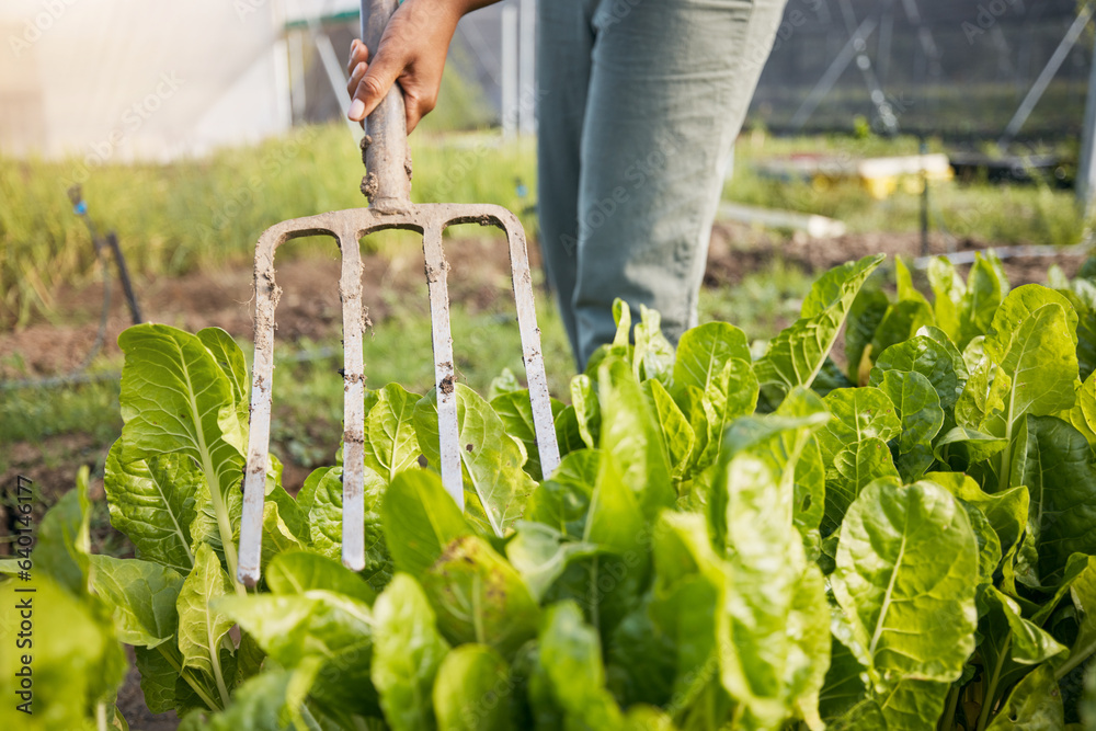 Farm, fork and farmer in a spinach garden working on sustainable produce for organic agriculture or 