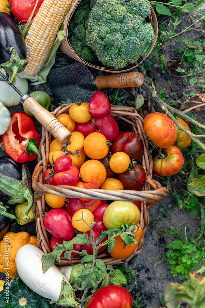 Composition of fresh vegetables on blurred vegetable garden background.