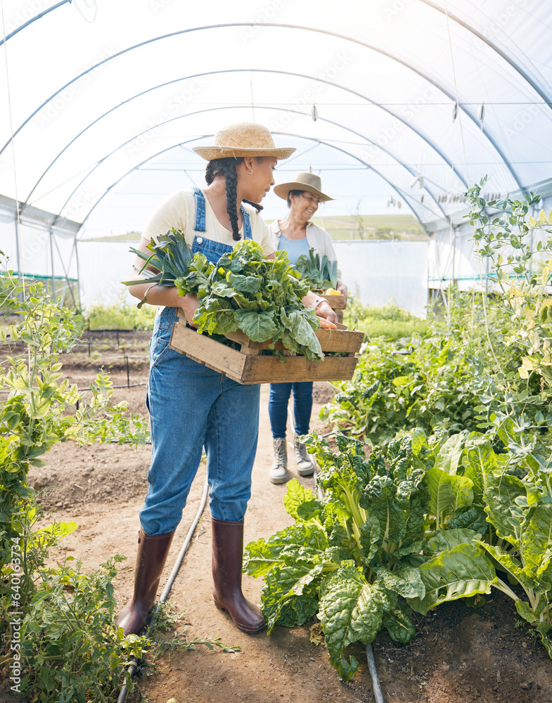 Women team, agriculture and vegetable farming in a greenhouse for harvest and sustainability. Farmer