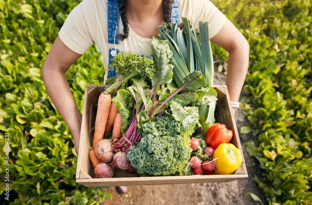 Person, hands and vegetables box for agriculture, sustainability and farming, product growth and agr