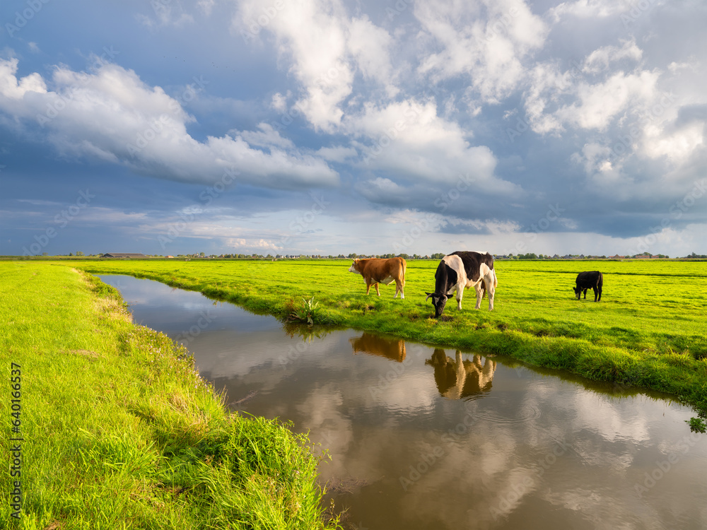 Agriculture. Farm. Domestic animals on the farm. Cows grazing in the meadow. Animals against the bac