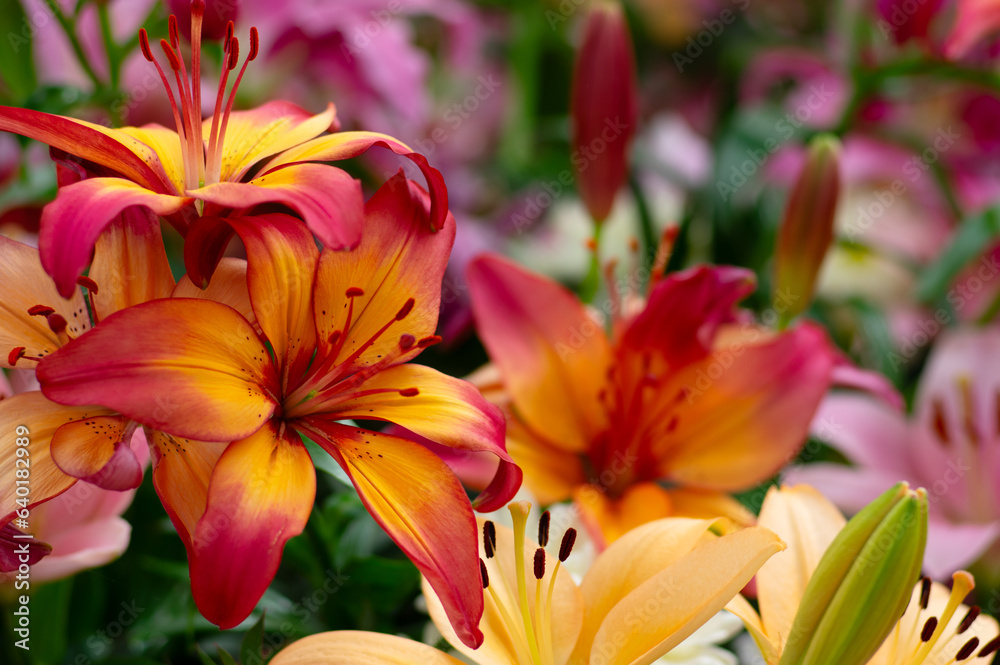 Multi-colored lily close-up