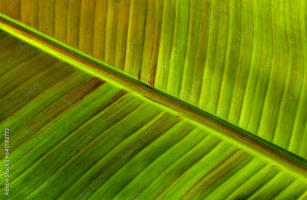 Сlose up green leaf texture