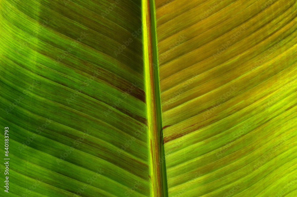 Сlose up green leaf texture