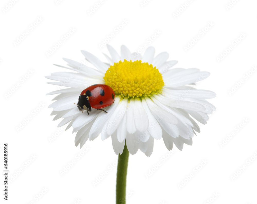 Ladybug on the chamomiles flower