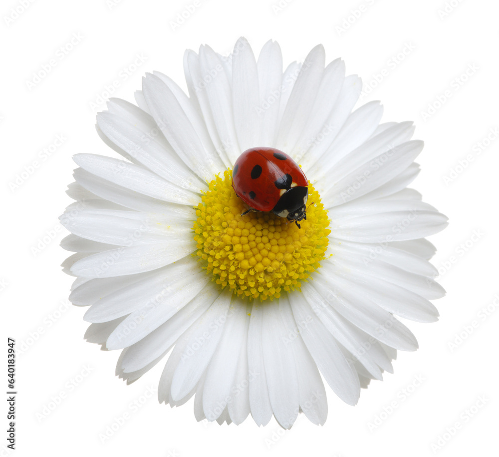 Ladybug on the chamomiles flower