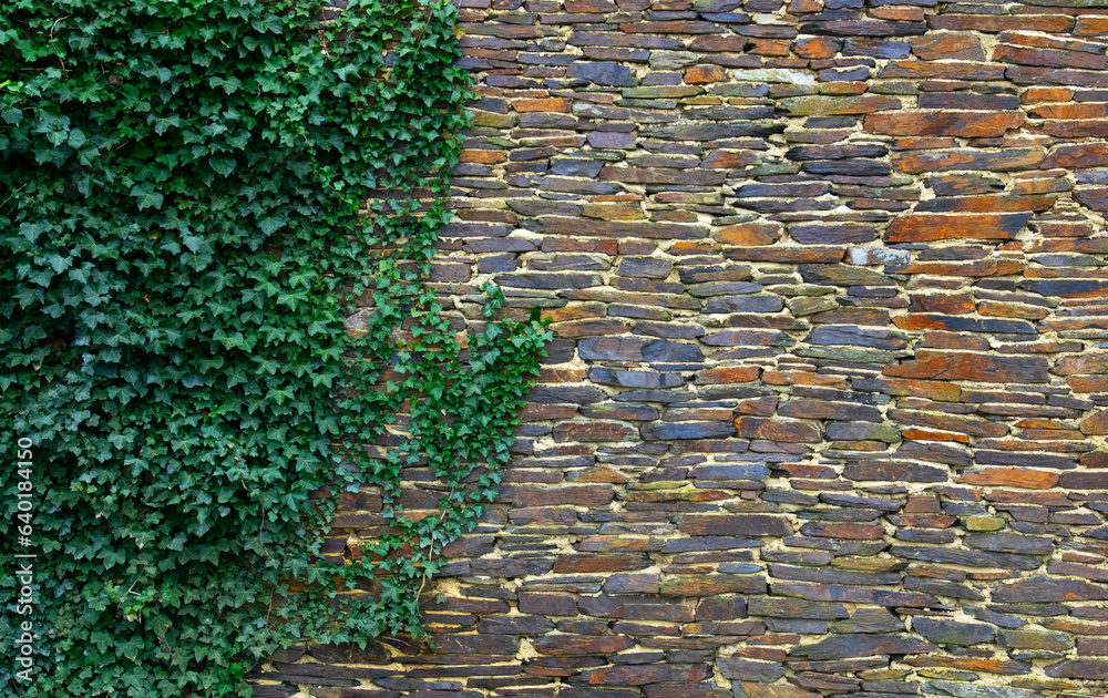 Ivy brick wall texture