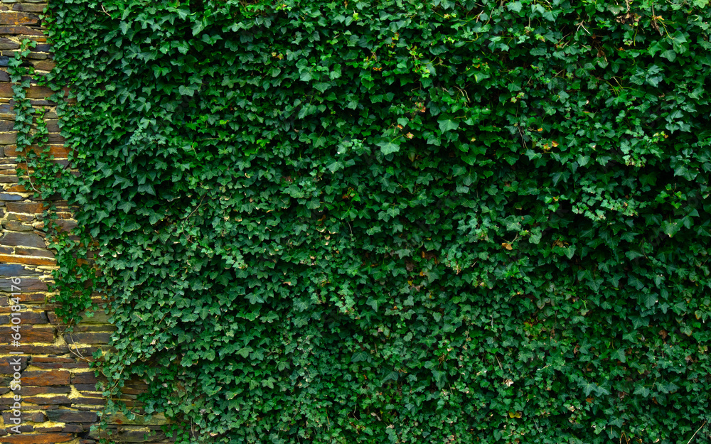 Ivy brick wall texture