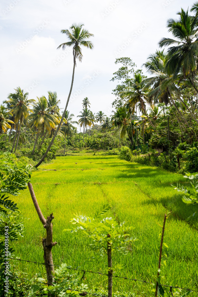 Green Lush Rice fields in the countryside of Sri Lanka