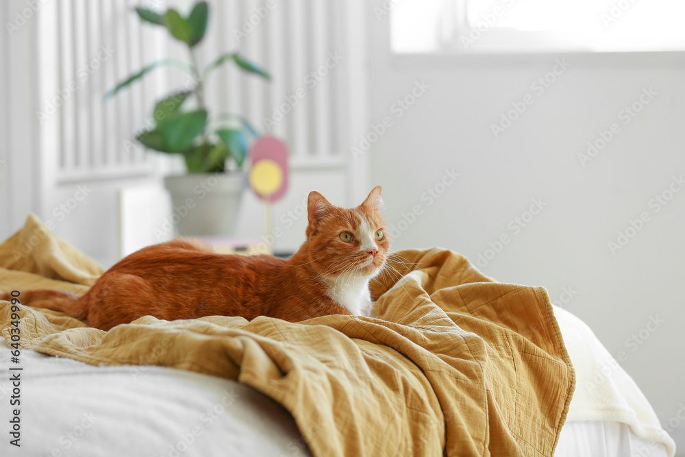 Cute red cat lying on blanket in bedroom