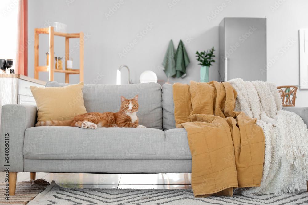 Cute red cat lying on grey couch at home