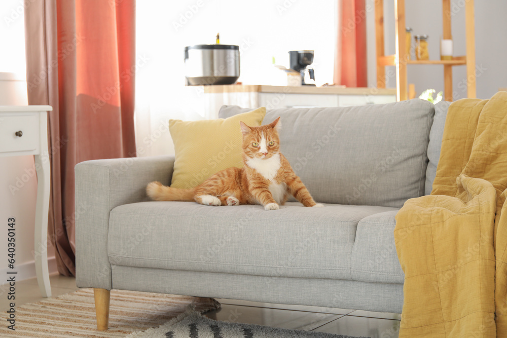 Cute red cat lying on grey couch at home