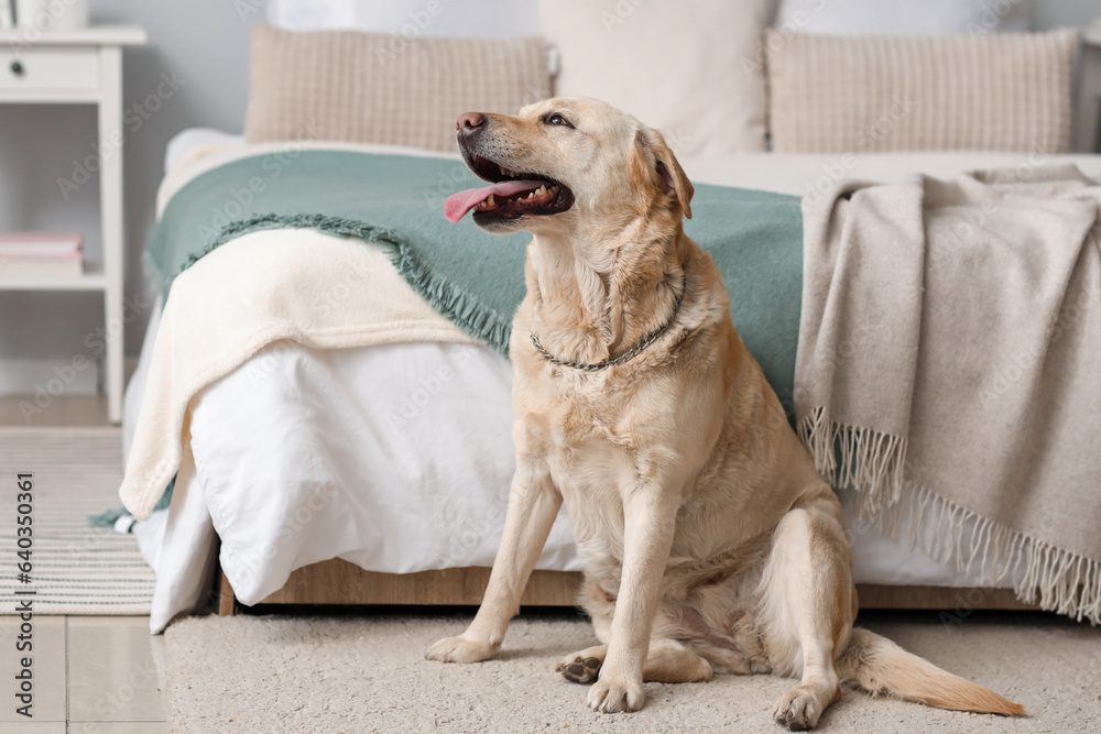 Cute Labrador dog sitting on carpet in bedroom