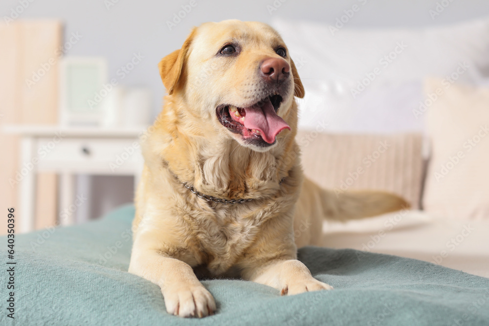 Cute Labrador dog lying in bedroom