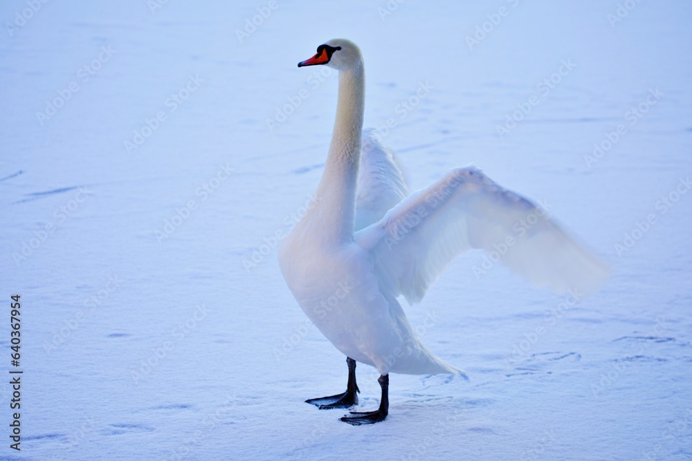 Schwan im Winter