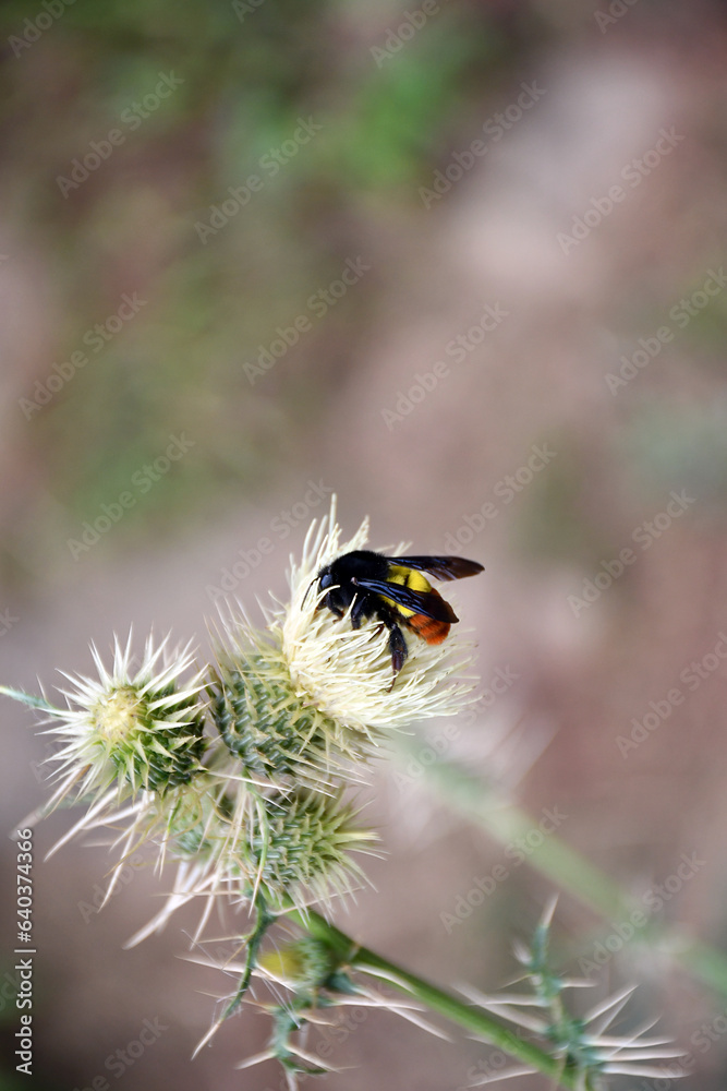 bee on a plant!