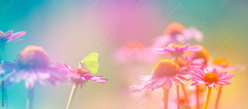 The Echinacea - coneflower close up in the garden