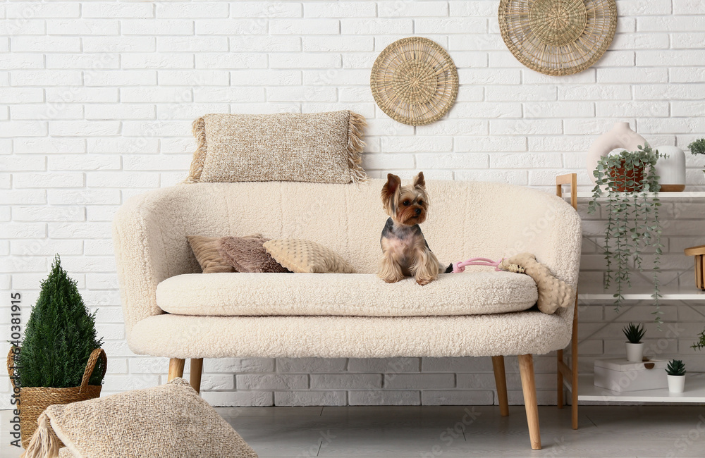 Cute small Yorkshire terrier dog sitting on sofa in living room