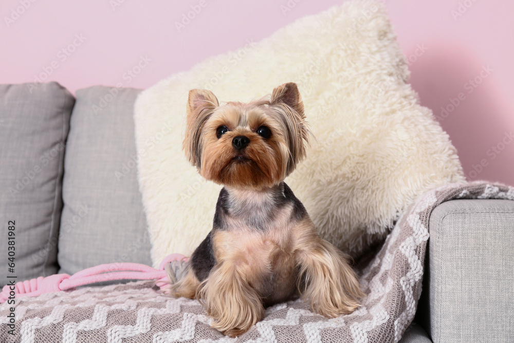 Cute small Yorkshire terrier dog sitting on sofa in living room