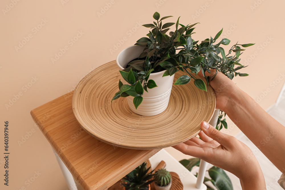 Woman putting wooden plate with houseplant on shelf near beige wall