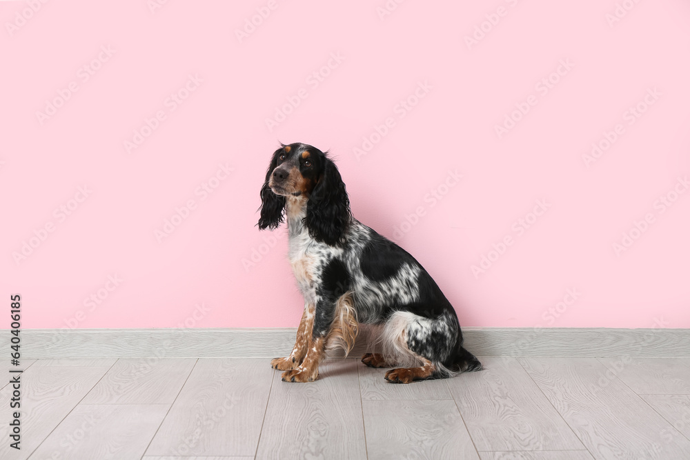 Cute cocker spaniel near pink wall