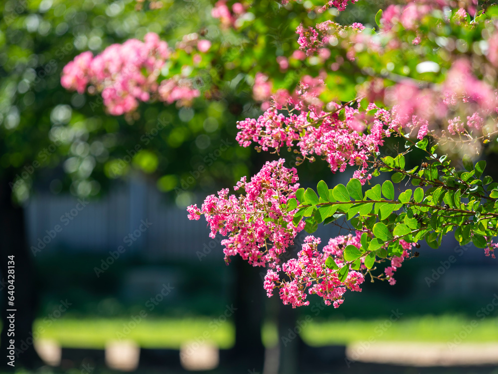 公園に咲く鮮やかな百日紅の花