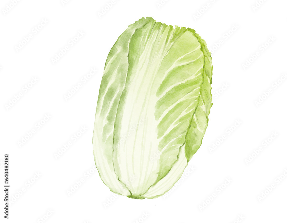 chinese cabbage watercolor illustration isolated element