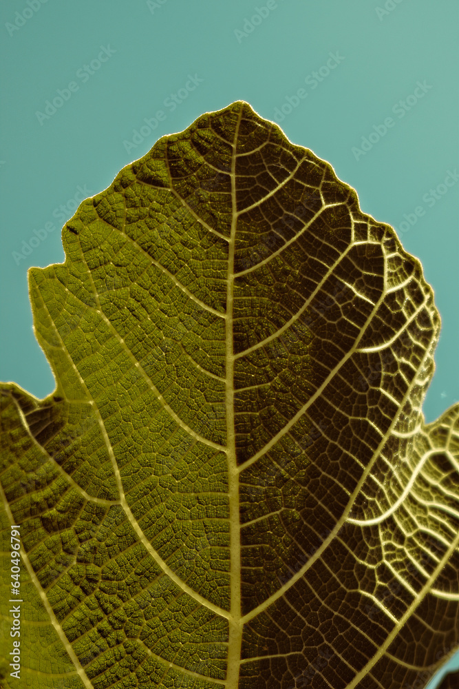 macro close up detail of leaf in warm vintage colors in front of teal colored sky - symmetry of vein