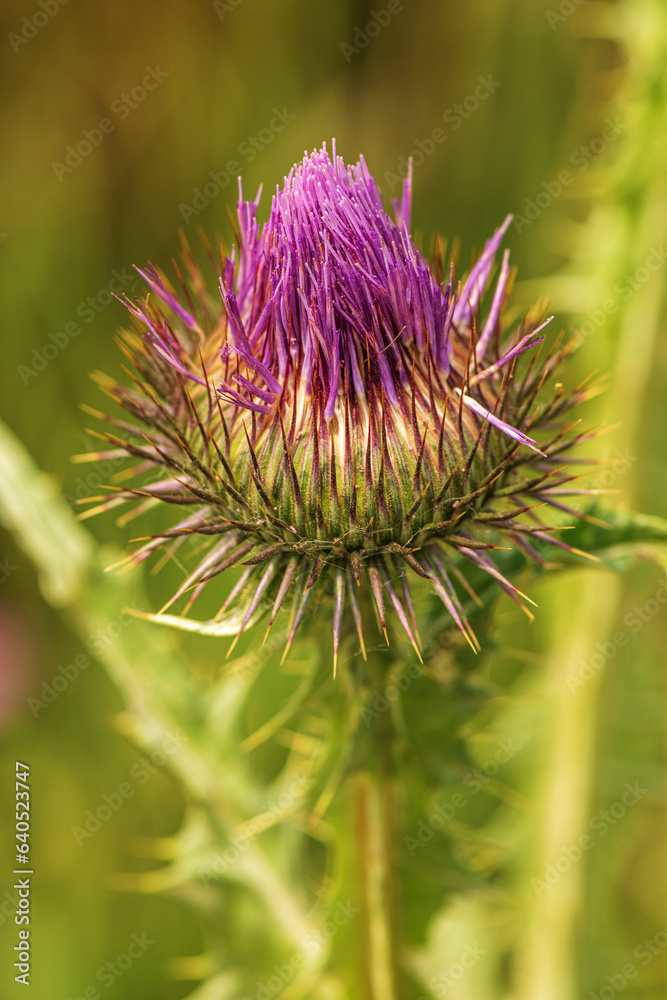 Scotch thistle (Onopordum acanthium) a uncultivated flowering plant