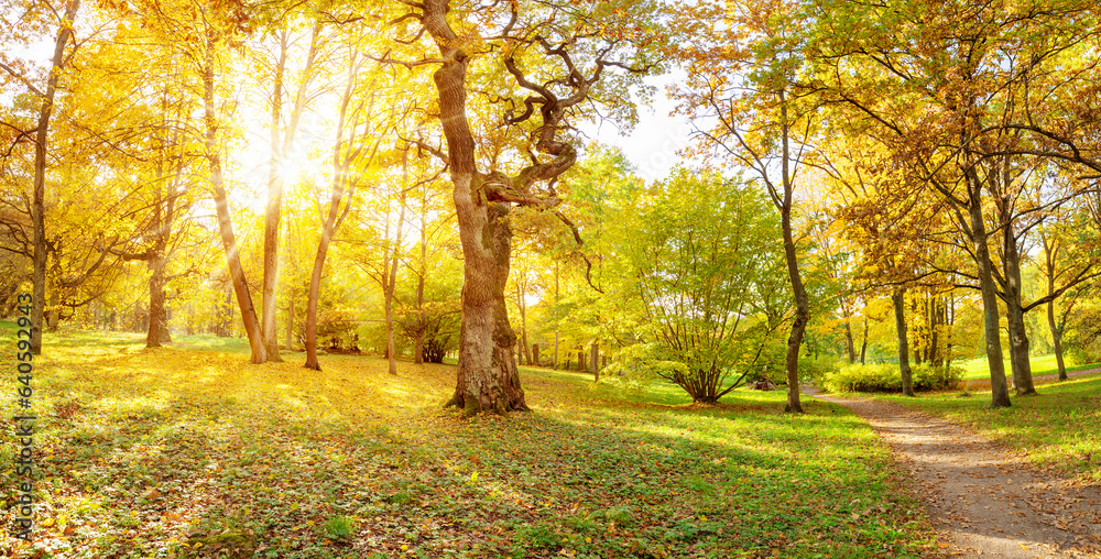 Morning sunrise in the autumnal natural forest.