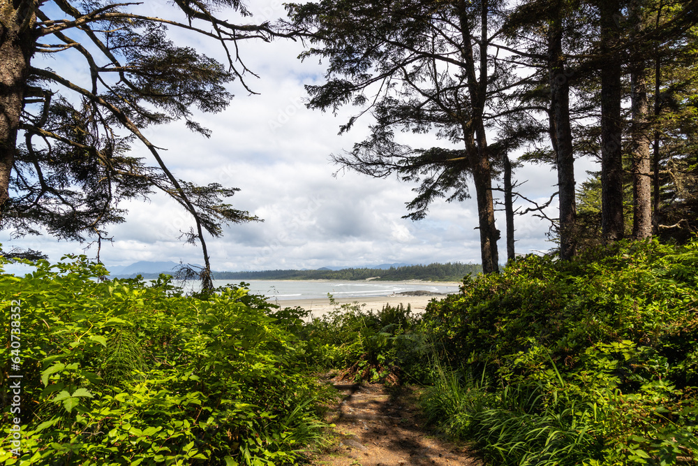 trees on the shore of sea