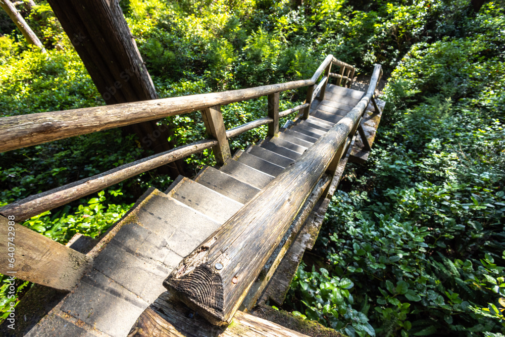 boardwalk in the forest