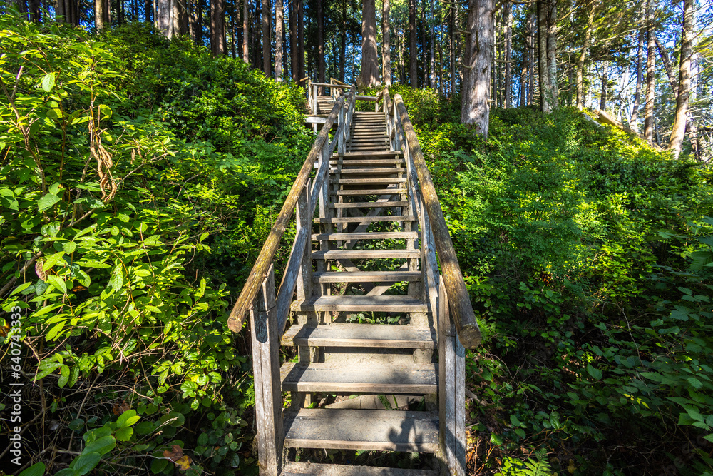 boardwalk in the forest