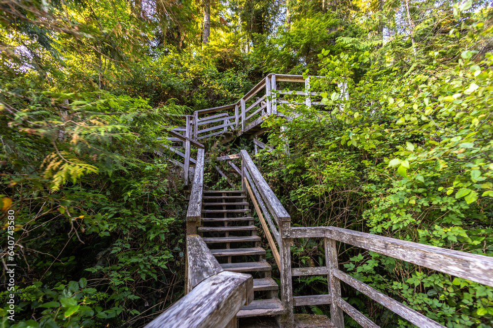 boardwalk in the forest