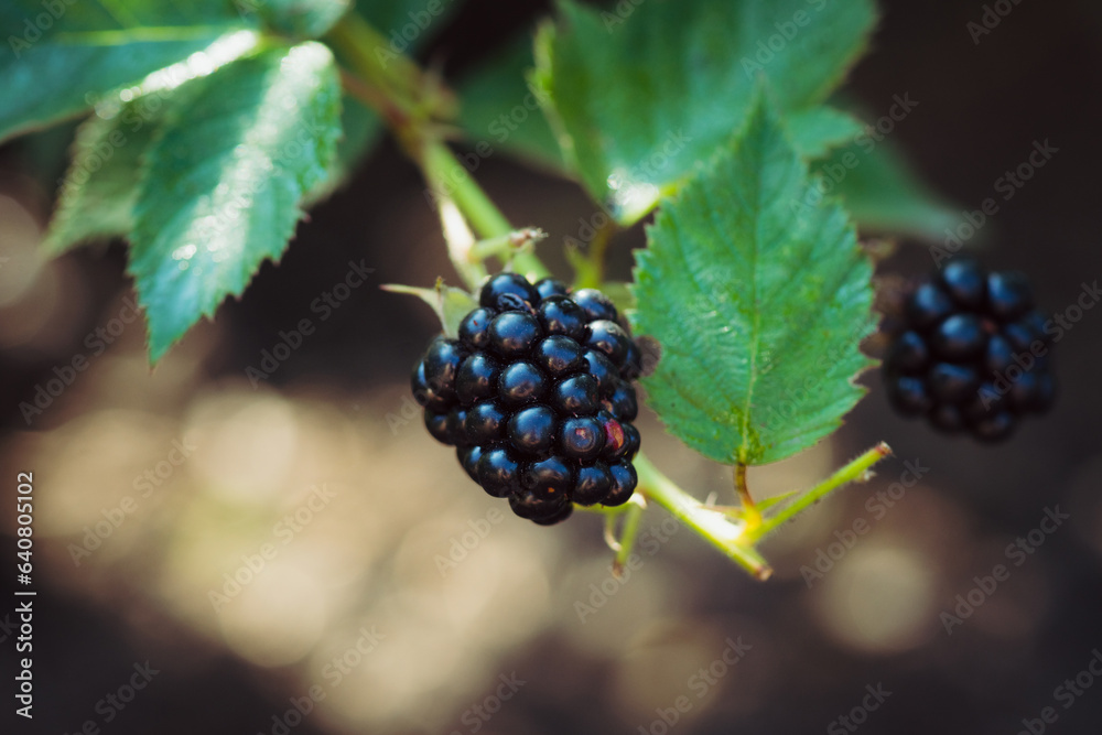 Ripe and unripe blackberries on bush. Selective focus. Shallow depth of field. 