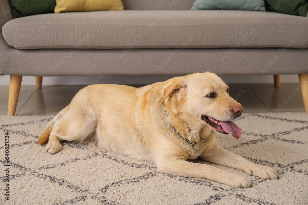 Cute Labrador dog lying on carpet at home