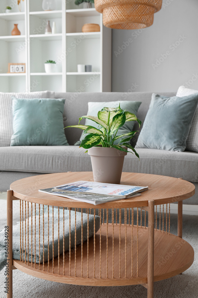 Houseplant and magazines on wooden coffee table in interior of living room