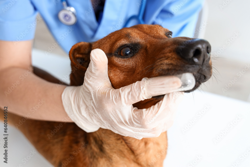 Female veterinarian brushing teeth of dachshund dog in clinic, closeup