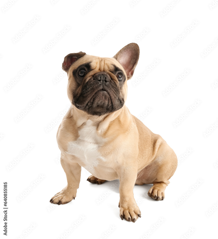 Cute French bulldog on white background